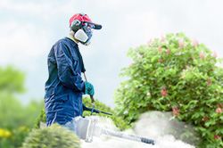 Обработка сада от паразитов - необходимые меры и их регулярность  в Белгороде